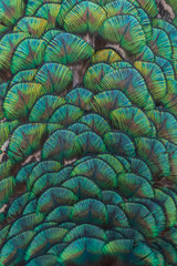  Turqoise ornament peacock close up feathers