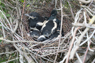 Wall Mural - Pica pica. The nest of the Magpie