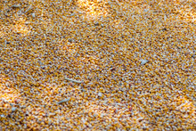 Corn Grains Heap Freshly Harvested