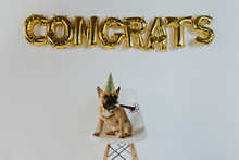 Gold Congrats Balloon Letters And A French Bulldog Puppy Wearing A Party Hat
