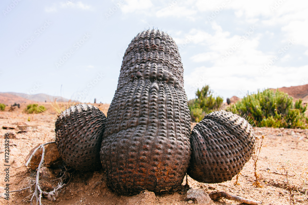 Close-up of cactus in weird and interesting shape Stock Photo | Adobe Stock