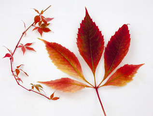 Fall and autumn leaves isolated on a white background collection