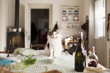 Siberian Cat Sits In Front Of Her Bowl On Furnished Kitchen Table At Lunch