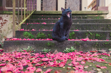 Yawning Black Cat Sitting On A Concrete Staircase Covered In Petals