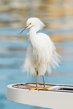 White Heron On A Boat