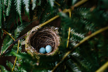 Bird's Nest With Eggs