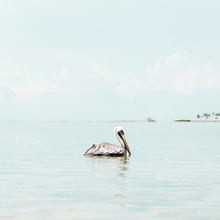 Calm Pelican