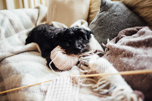 Little Dog Using Yarn As A Pillow