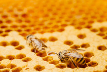 Honey Bee Work On Honeycomb