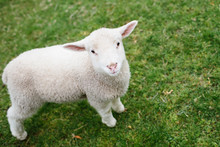Little Lamb Standing In Pasture