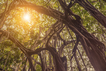 Beautiful banyan tree