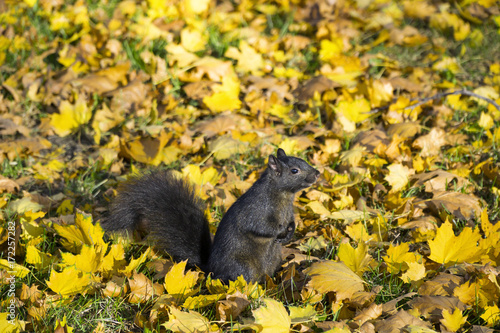 Zdjęcie XXL Śliczna czarna wiewiórka przy dzikim naturalnym parkiem na jesień dniu