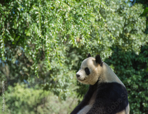 Zdjęcie XXL Zastanawiająca się Panda