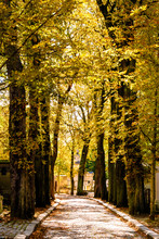 The Pere Lachaise Cemetery In Paris During Fall