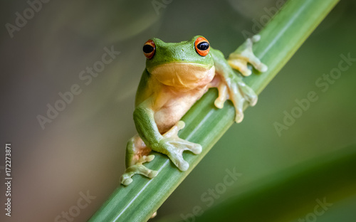 Plakat Red Eyed Green Tree Frog