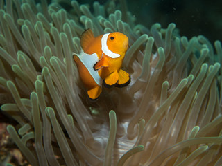 Wall Mural - Anemonefish with anemone under water