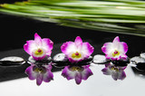 Fototapeta Kwiaty - Three orchid and green leaf with therapy stones