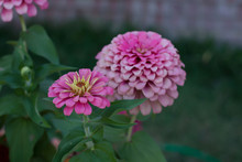 Close Up Pink Zinnia Flowers In Garden, Filtered Tones