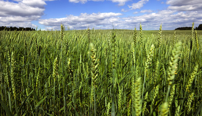 green triticale