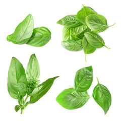 Wall Mural - Collage of fresh basil on white background