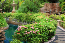 Beautiful Garden At Tropical Resort