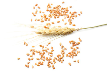 spikelets of wheat isolated on white background. top view