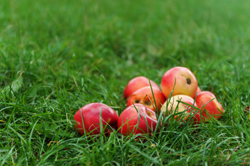 Wall Mural - red juicy apples on green grass