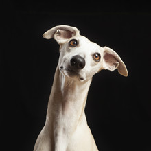 Studio Portrait Of A Beautiful Whippet Dog