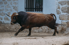 Bull Walking In The Bullring