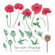 Opium poppy plant set. Colored stock vector illustration.