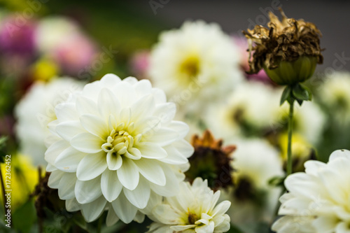 Zdjęcie XXL Biały ogrodowy dalia kwiat przy ogródem