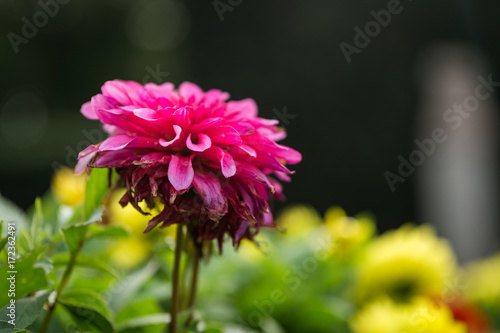 Zdjęcie XXL Różowy ogrodowy dalia kwiat przy ogródem