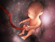 Human embryo inside body 3d illustration image