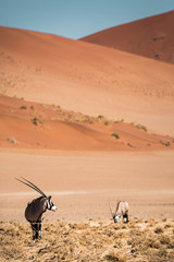 Wall Mural - Oryx Gemsbok, desert sand dunes and landscape, Namib, Namibia, Africa