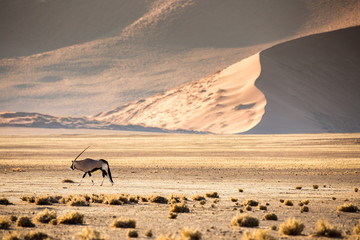 Wall Mural - Oryx Gemsbok, desert sand dunes and landscape, Namib, Namibia, Africa