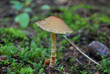 The poisonous variant of the umbrella fungus - 