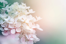 Abstract Background Of Hydrangea Paniculata Flowers