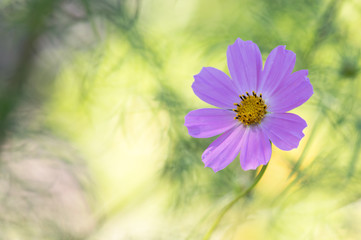 Wall Mural - gently pink flower is the cosmos. beautiful green background.