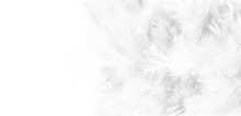 
    Black And White Feather Texture Background 