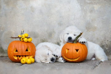 funny puppies sleeping with carved pumpkins