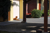 Fototapeta Psy - Psy rasowy Rodezjan, leży pod drzwiami.