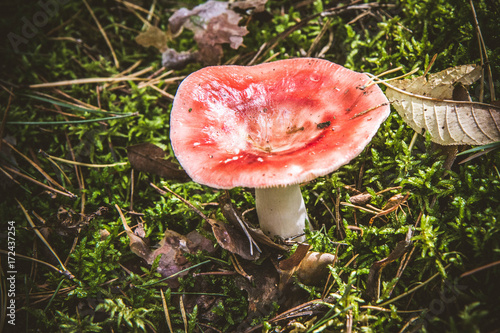 The Sickener Russula Emetica Buy This Stock Photo And Explore Similar Images At Adobe Stock Adobe Stock