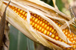 Corn growing in a field - corn cob visible 