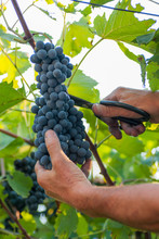 Man Hand Harvesting Ripe Delicious Grape Bunch In The Vineyard Autumn Crop Concept