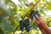 Man Hand Harvesting Ripe Delicious Grape Bunch In The Vineyard Autumn Crop Concept