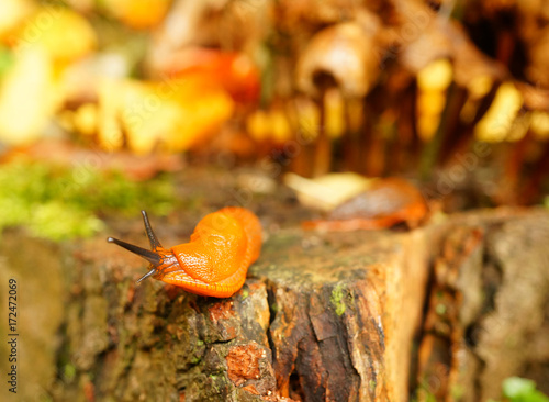 Zdjęcie XXL Zakończenie ślimaczek poruszający na rżniętym drzewie