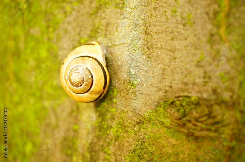Zdjęcie XXL Zakończenie ślimaczek na drzewie