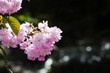Prunus Serrula or Japanese Flowering Cherry