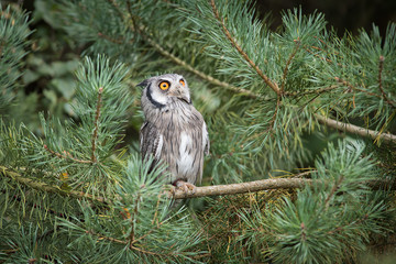Poster - White faced scops owl perched in a pine tree and looking intensely up to the sky