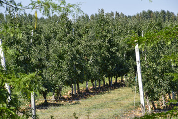 Apple orchard. Rows of trees and the fruit of the ground under t